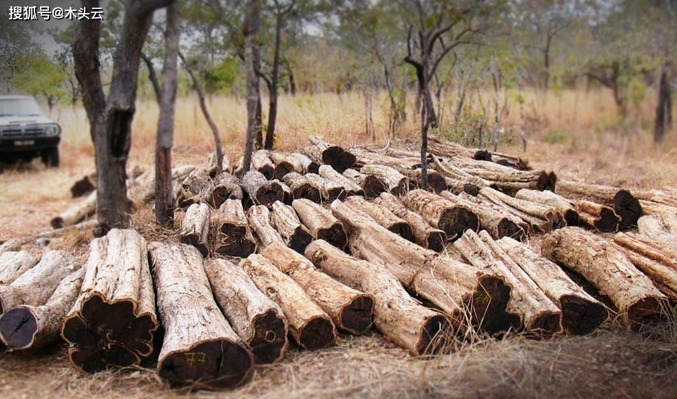 重磅!加拿大一公司宣称开发了非洲黑檀木的替代材