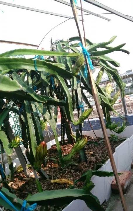 原创仙人掌扦插太简单3分钟学会再便宜也不用买