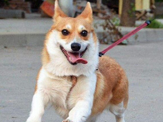 原创柯基犬多大可以繁殖柯基犬繁殖方法要点及注意事项