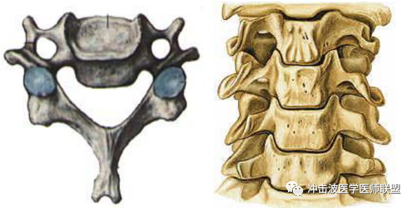 内热针治疗颈部疼痛的相关解剖分析