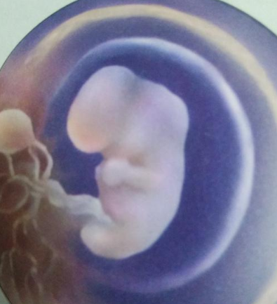 体重_眼睛_胚胎