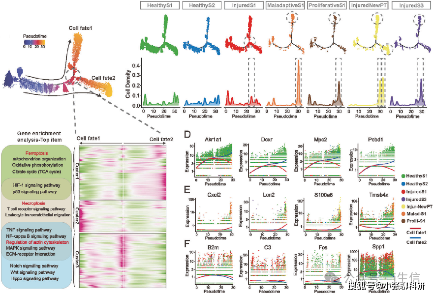 模型_炎和_损伤