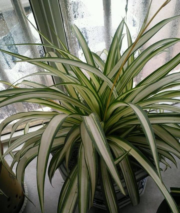 家里常见的东西别扔,养吊兰易爆盆,省事又管用!_花友_时间_枝叶