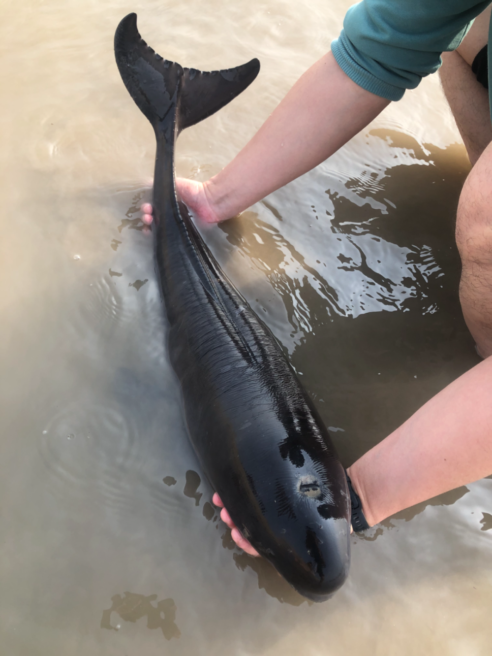江刀,江豚回来了吗?这些年,长江的变化肉眼可见!