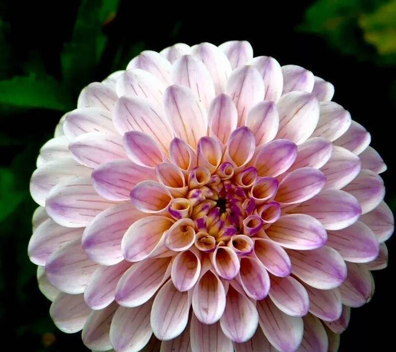 原创开花如碗大的大丽花品种还有养护方式全在这里