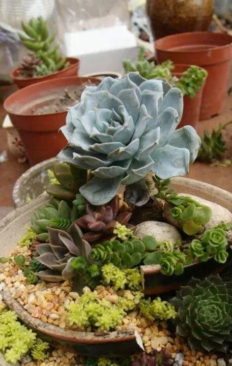 失手打碎了花盆,种上多肉变盆景,价值翻了20倍_造景_营养_意境