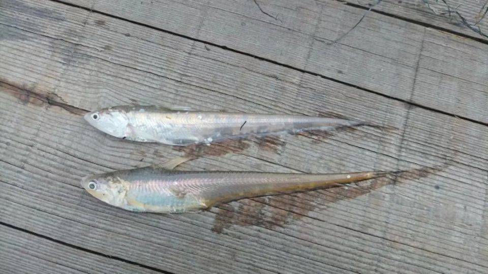 水生生物资源监测上海站职责,多年来一直对长江刀鱼进行着专项监测