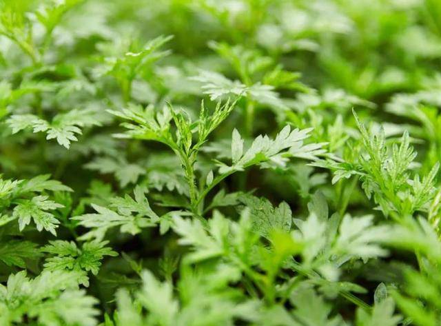 经常用艾叶煮水洗头,会发生什么变化?