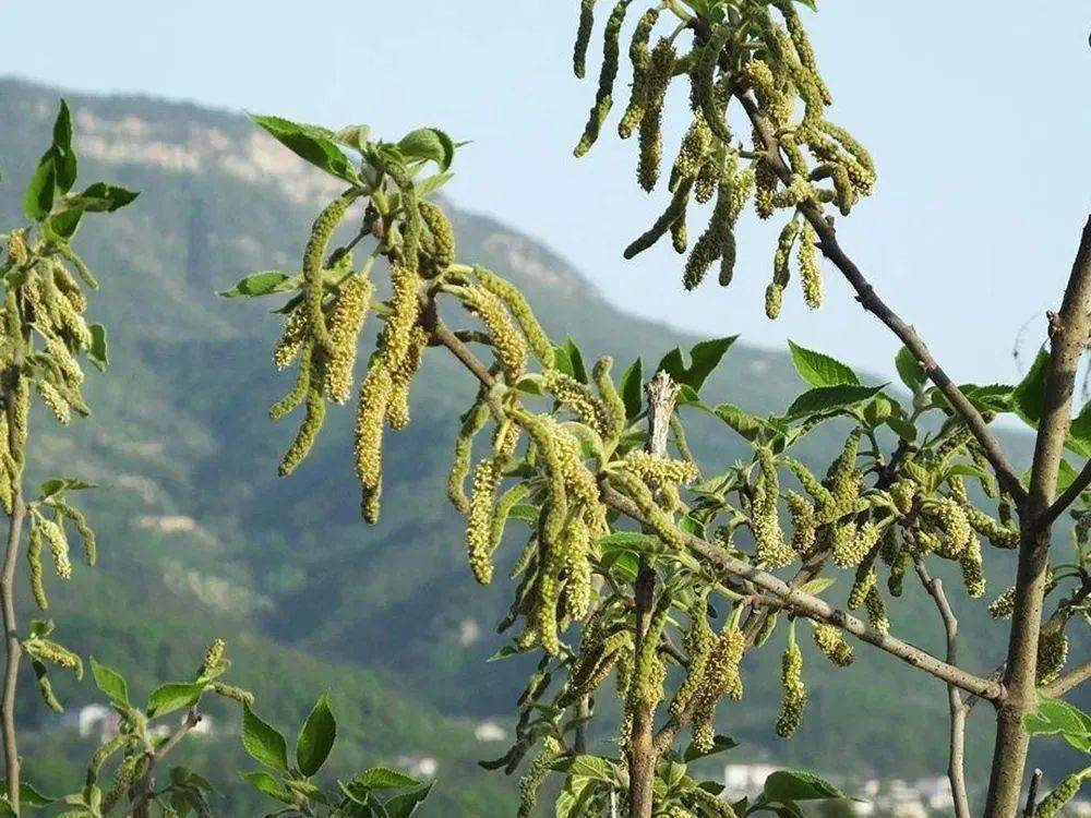 的4种充饥野菜