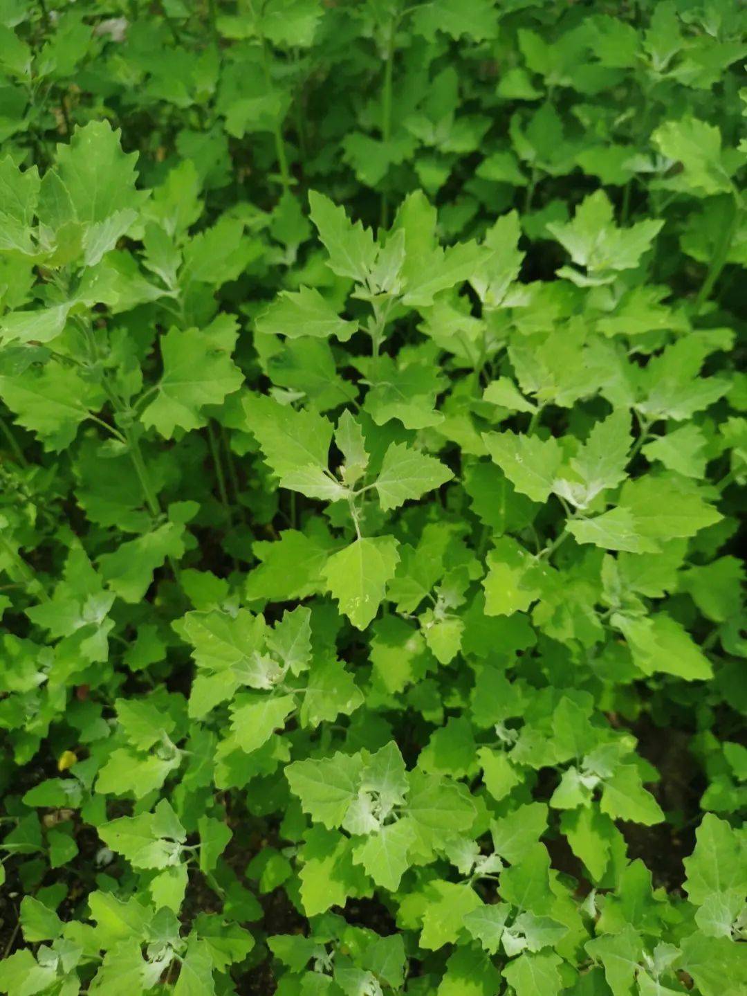 谷医堂谷方益元:春季野菜的养生魅力,超越寻常青菜_维生素_口感_矿