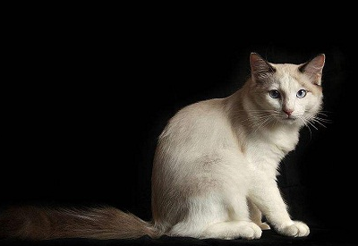 爱宠分享:布偶猫脸尖眼睛小,布偶猫八个月脸尖_宠物_主人_进行