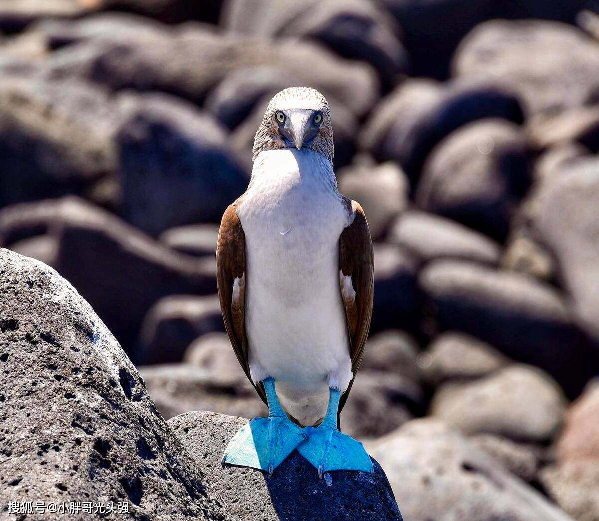蓝脚鲣鸟拥有一双蓝色的脚,这种颜色主要来自它的食物还是血液?
