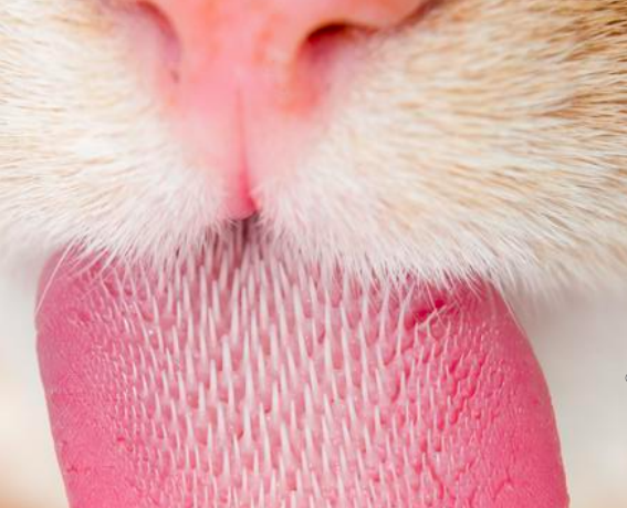 为什么猫咪的舌头上有尖尖的的刺?_毛发_身体_宠物
