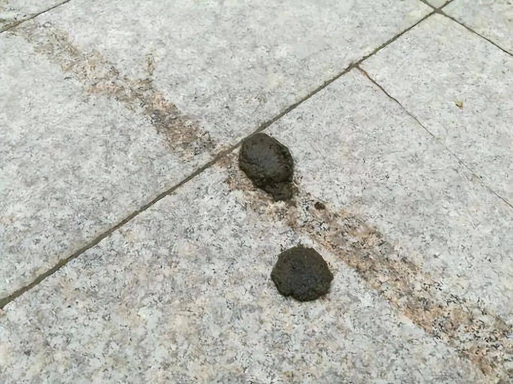 原创鹅粪威力惊人能够吓退蛇类深入揭秘神奇的鹅粪现象