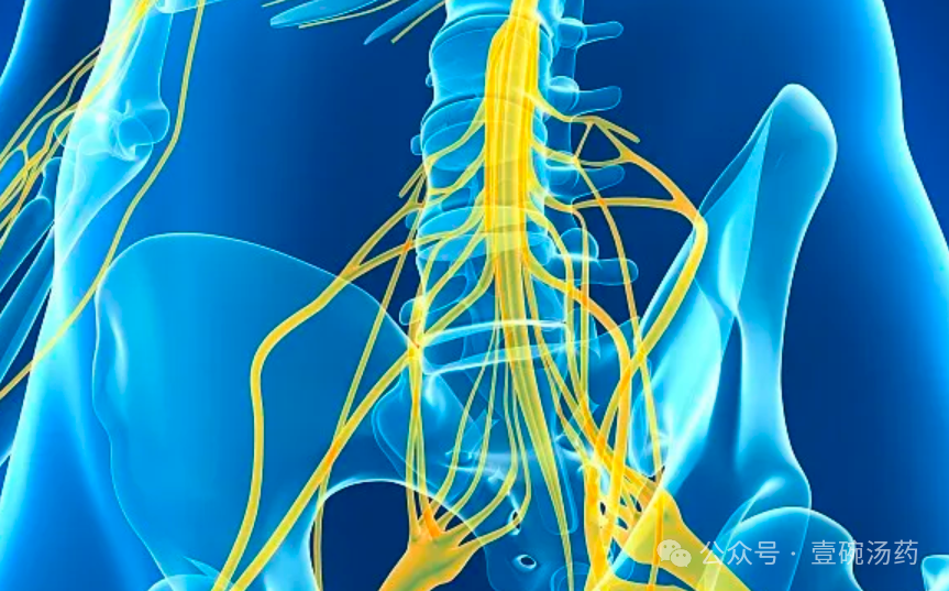 马尾椎神经位置示意图图片
