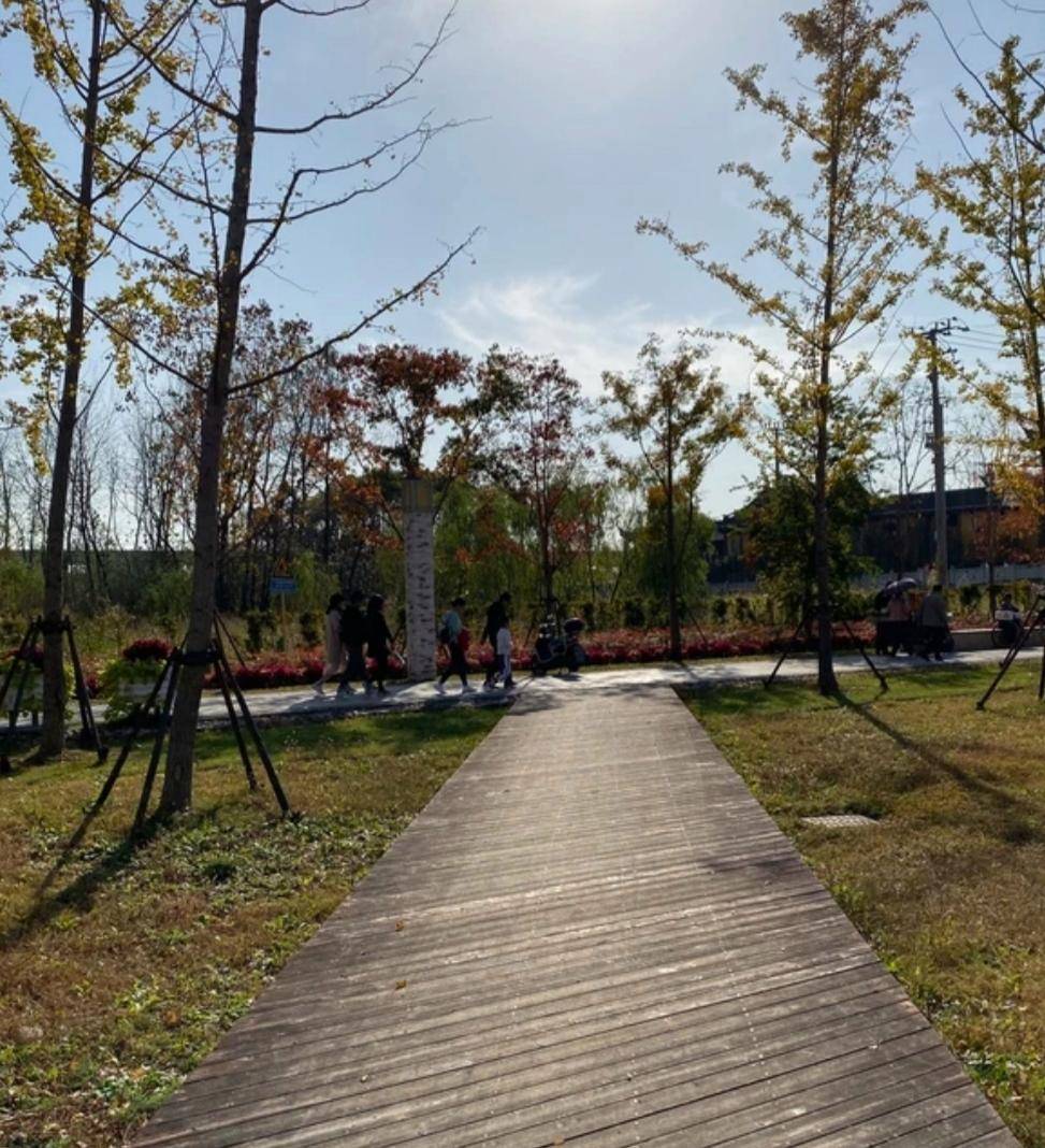 上海奉贤西渡公园绝美无比_阳光_人们_景色