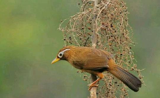 画眉鸟的笼衣应当要怎么进行使用呢?_时候_地方_安定