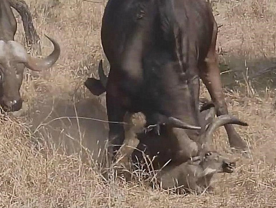 无知野猪与一群野牛对视 结果被暴揍 野猪:怪我近视_蹂躏_攻击_能力