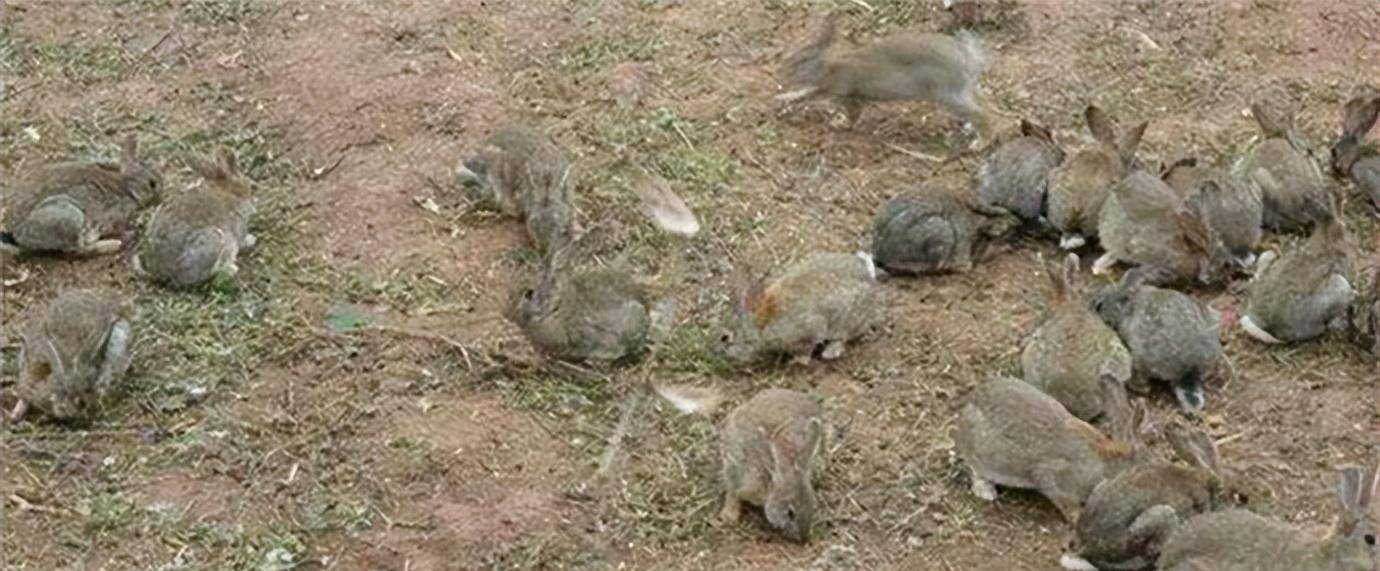 澳洲人兔大战:20只兔子50年增长到180亿,轰炸机,毒气弹不顶用