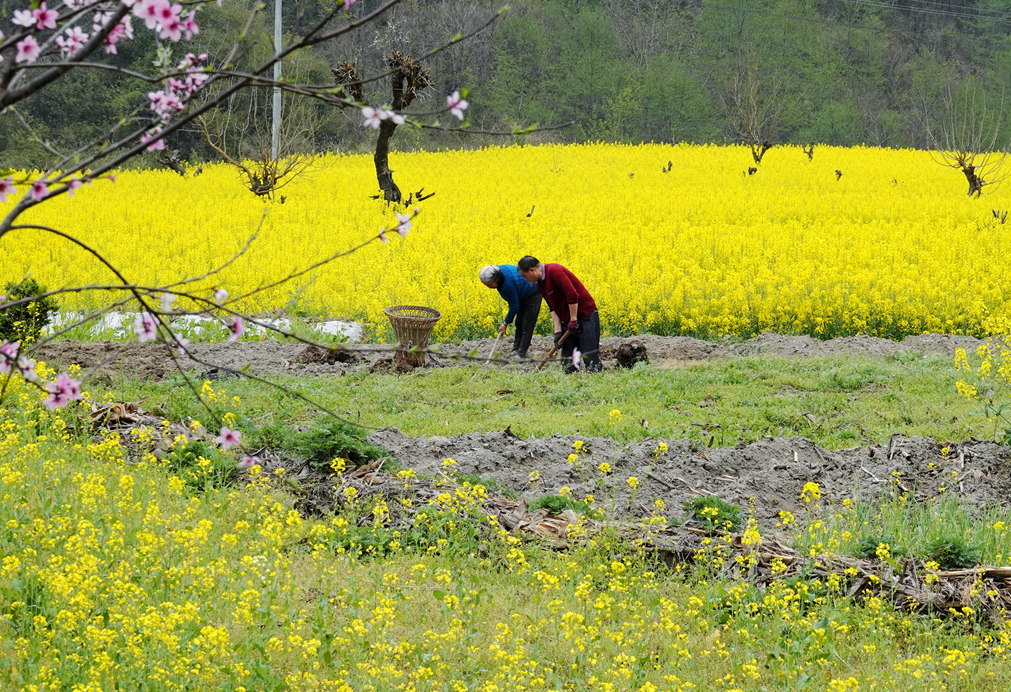 油菜花