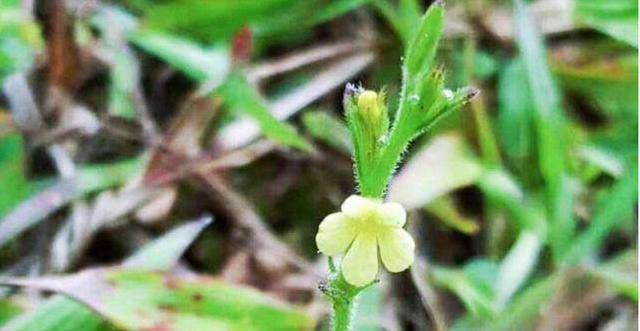 独脚金在田野里是无名的,隐没在众多杂草间,看起来平平无奇,但是独脚