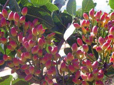 原创你知道开心果生长在哪里贵的原因在哪除了营养还有这2个原因