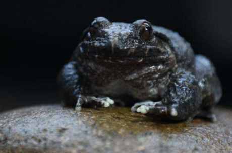 后来石蛙的经济价值被更多的人知道后,更多的人加入了捕捉和食用石蛙