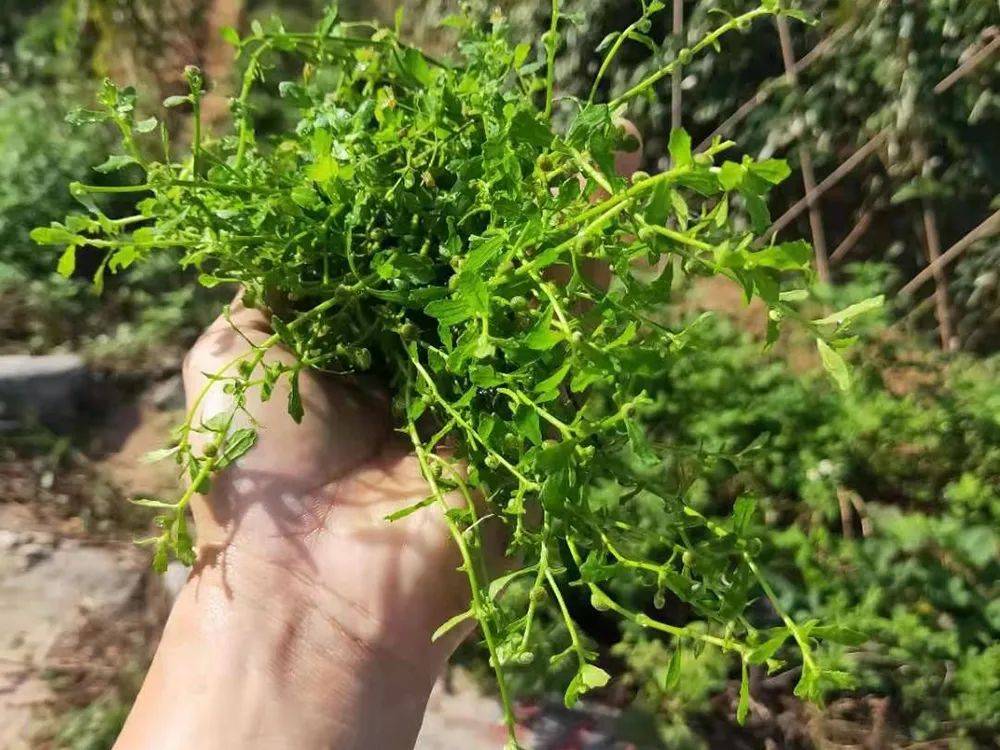 原创水稻田里的害草鹅也不吃却是民间对付鼻炎良方很多农民都用过