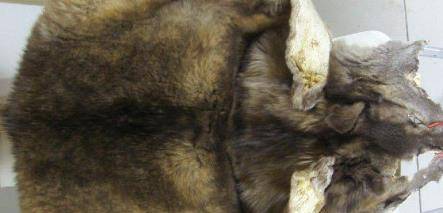 原创女大学生带家传狼皮鉴定专家情绪失控拒绝估价拒绝鉴定