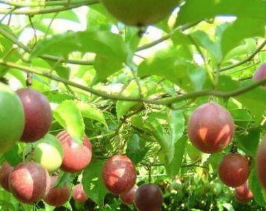 原创百香果不止冲水喝这样吃既不浪费营养也不会闹笑话