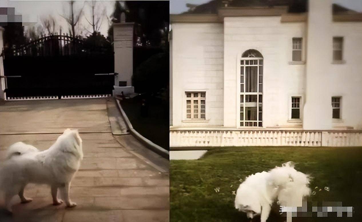 网友深扒了一下这座豪宅的位置和价值,发现是位于上海的某个庄园,价格