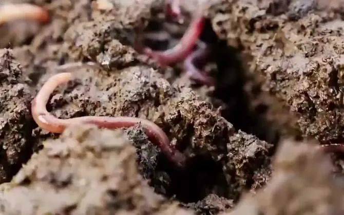 原创67蚯蚓钓鱼是该钓底还是钓浮