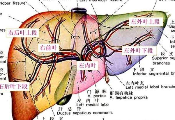 肝右叶在哪里图片