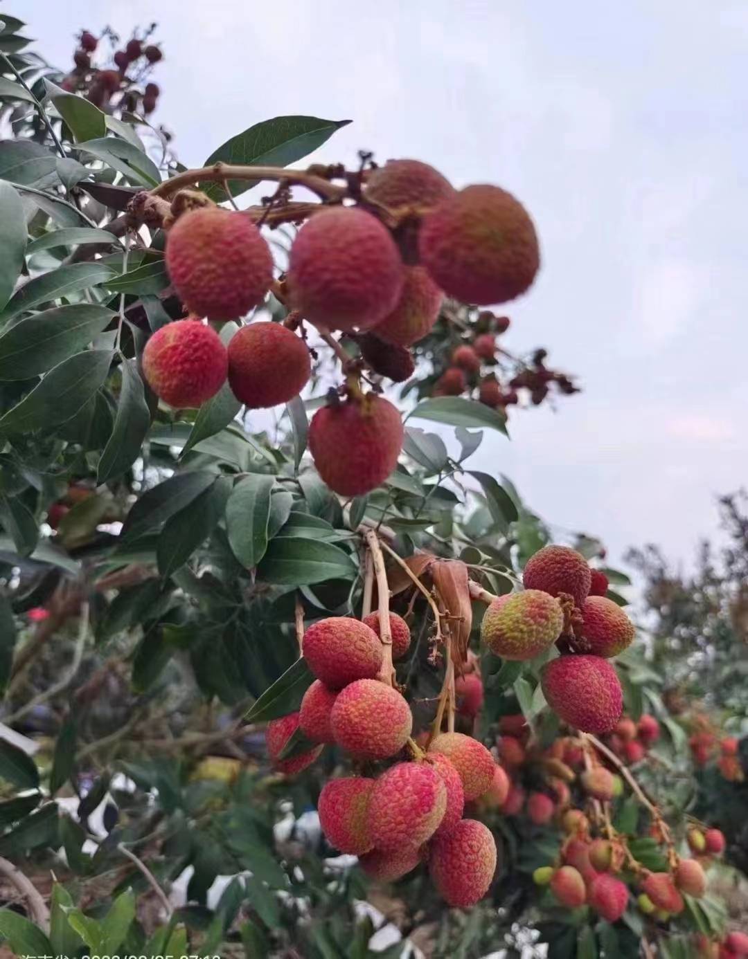 贡荔荔枝图片