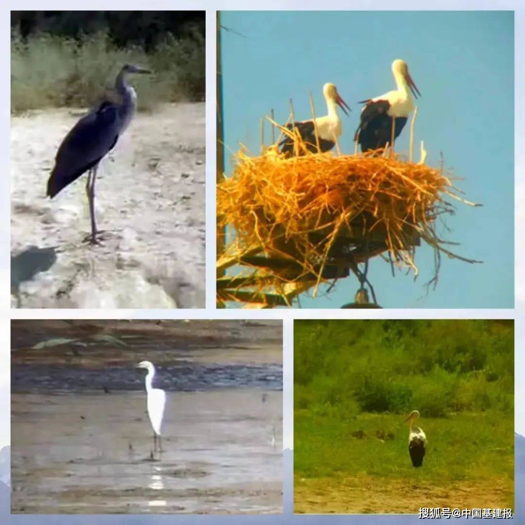 电建"蓝"携手共建万物和谐美好家园_保护_鸟类_中国
