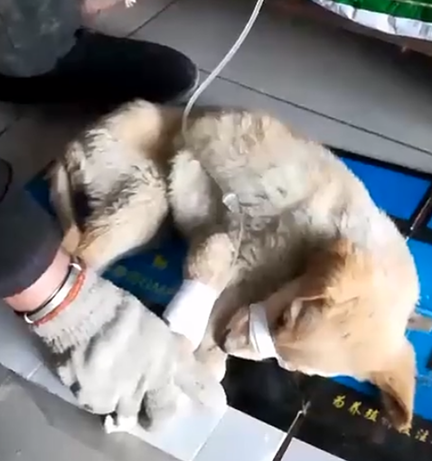 原创田园犬生病主人不离不弃带狗子输液狗谢谢你救我
