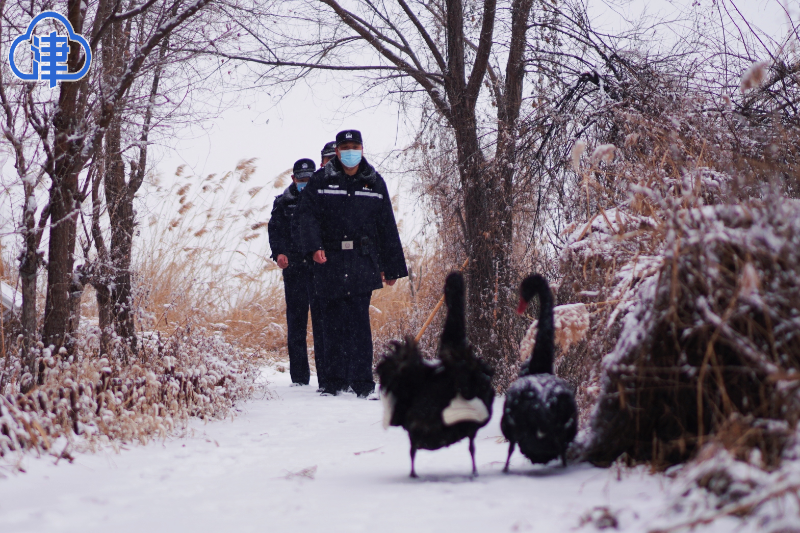 在七里海湿地保护区,有这样一对黑天鹅夫妇……_警务_李绍_鸟类
