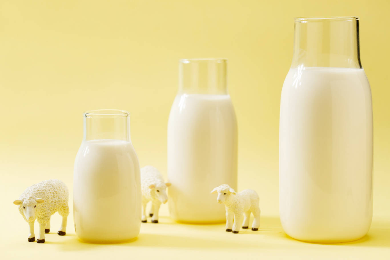 羊奶选品低膻味纯背书强易溶有机懂市场