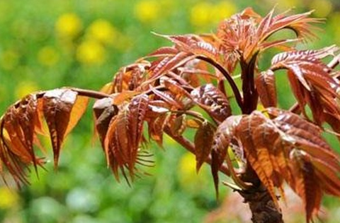 除过香椿的嫩芽,树皮也可以入药,用香椿树皮可以起到止血,除热的功效