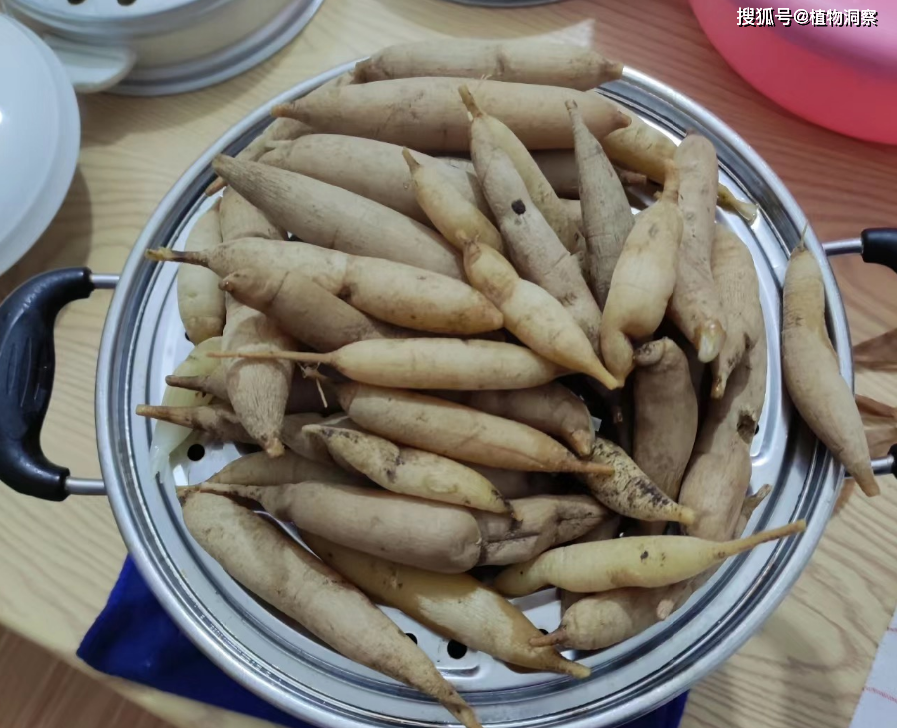 原创天门冬又称天棘八百崽有4大作用价值极高农民朋友要了解