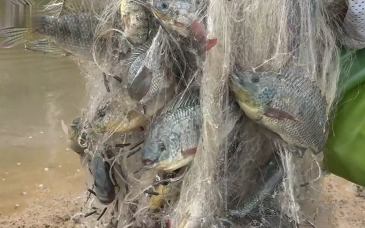 拿去喂鸡鸭,如今卖价昂贵,被罗非鱼取代_养殖_广西_泥鳅