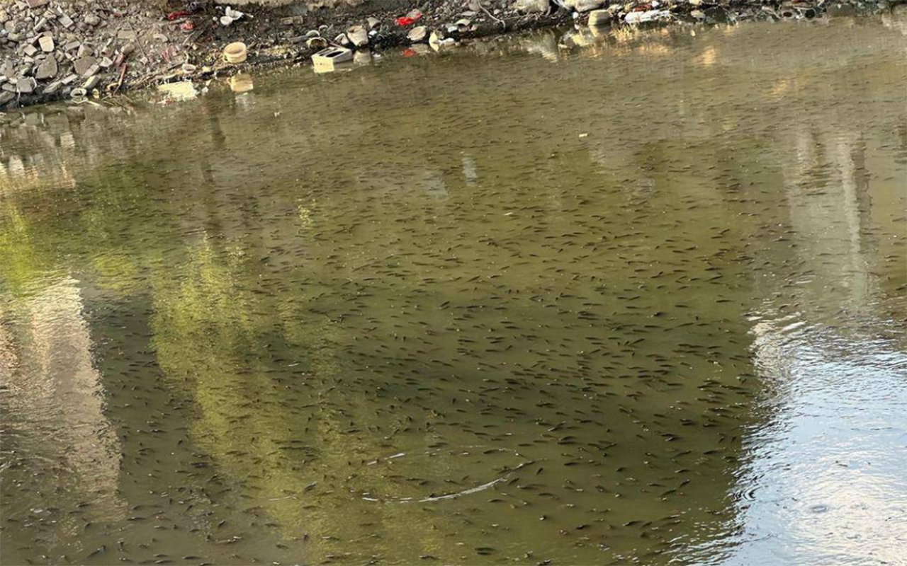 现在河里几乎不见,被罗非鱼取代,卖价过100_养殖_广西_泥鳅