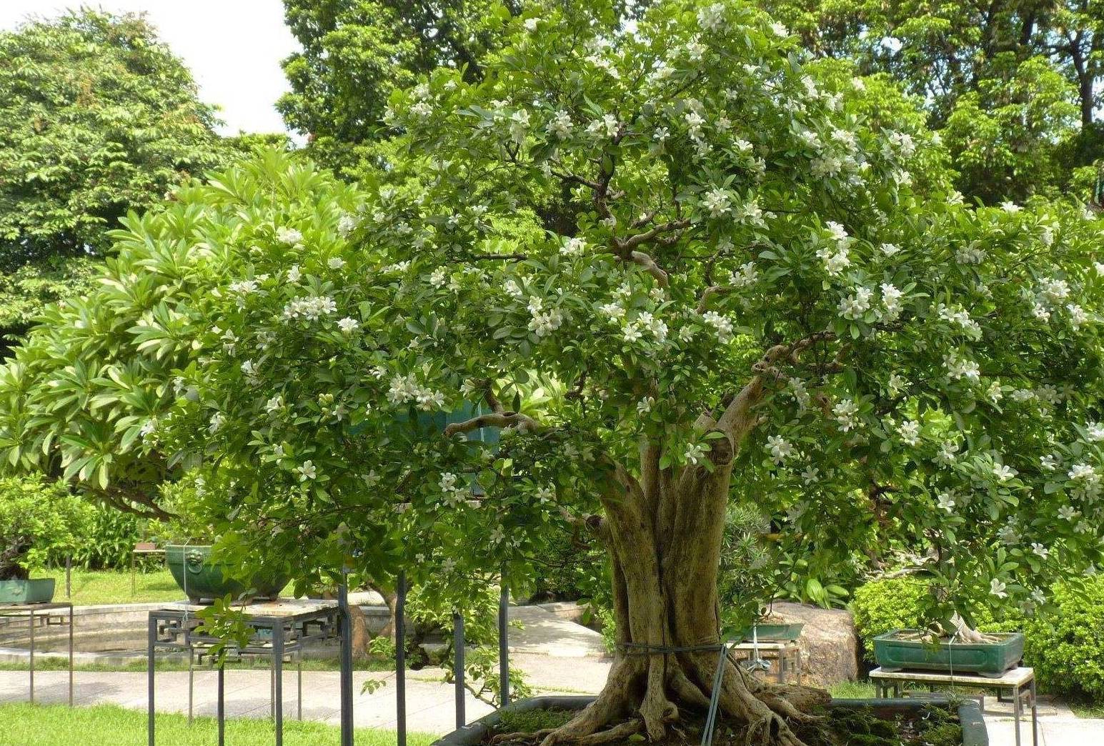 原创如何制作九里香盆景知道这些常识轻松搞定花香不断