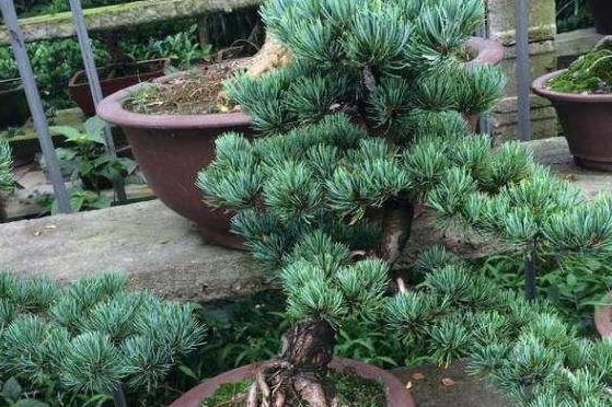 五片针叶成一簇树顶成冠状五针松盆景古朴苍劲极珍贵