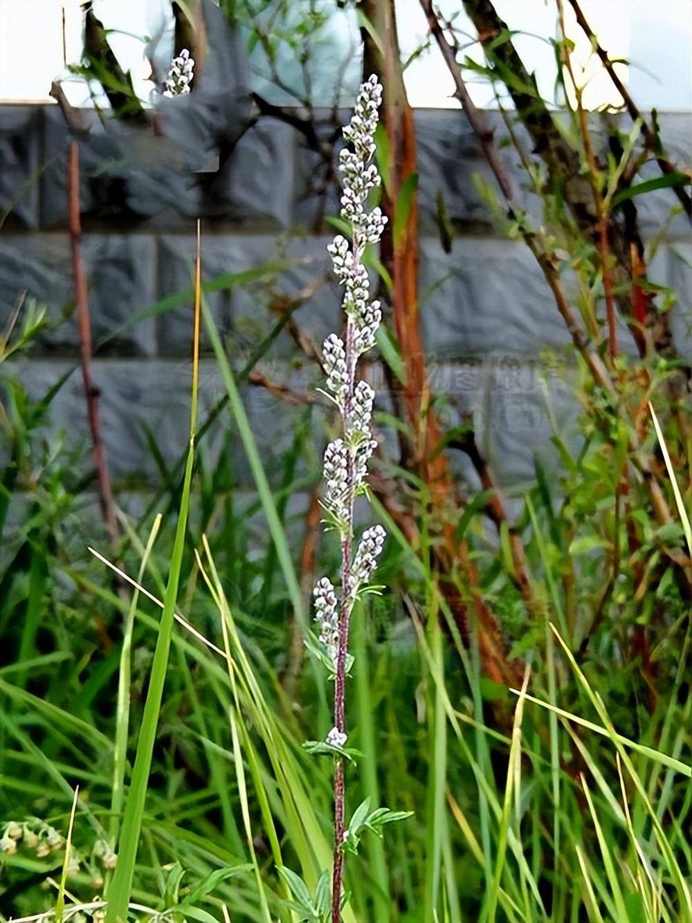 柳蒿芽开花图片图片