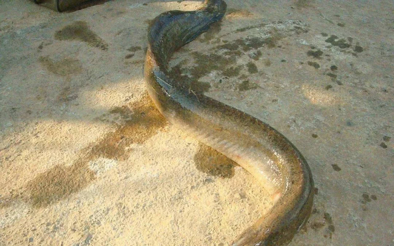 以前喂鸡鸭的农村鱼,现在河里几乎不见,被罗非鱼取代,卖价过100_养殖