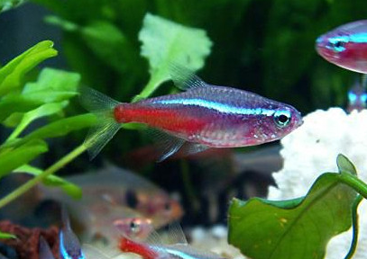 热带鱼哪种好看又好养?8大最好养的热带鱼!哪一款是你喜欢的~_水温_混