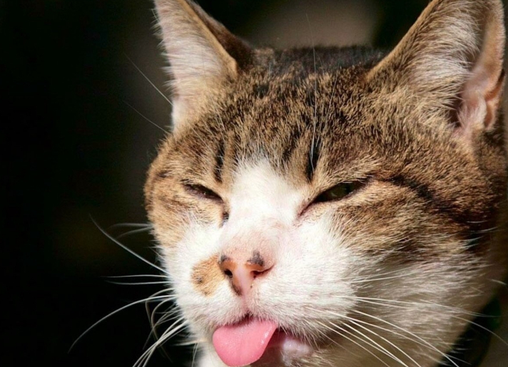 原创猫咪的那些事猫奴一定要提请知道机不可失啊