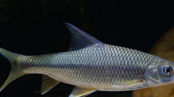 原创盘点十种冷门原生观赏鱼认识三种就算是鱼缸之神你敢挑战吗