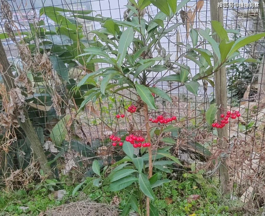 黄金万两药用价值图片